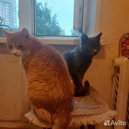 Кошка и кот