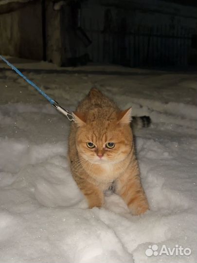 Британский кот.Вязка