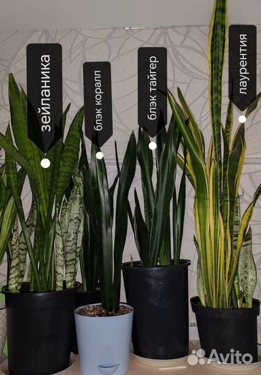 Сансевиерия лаурентия, коралл, тайгер, зейланика