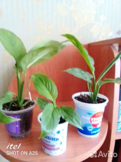 Спатифиллум