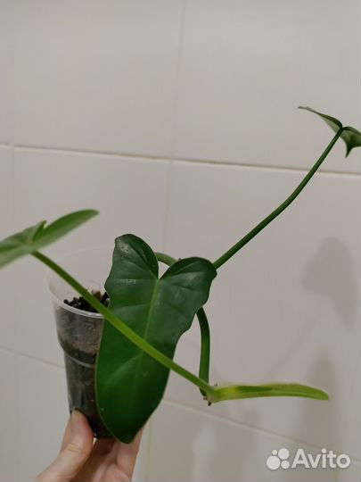 Филодендрон бородавчатый, Золотой Дракон