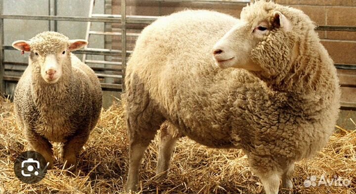 Овцы бараны ягнята романовские