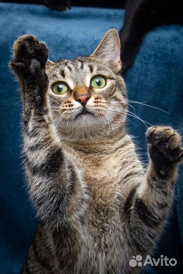 Кошечка 1 год