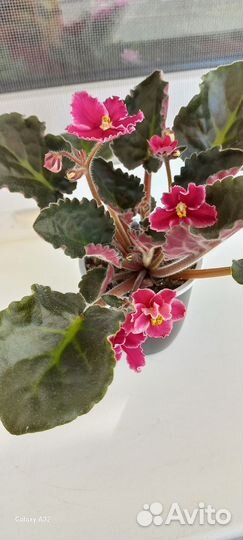 Сортовые фиалки