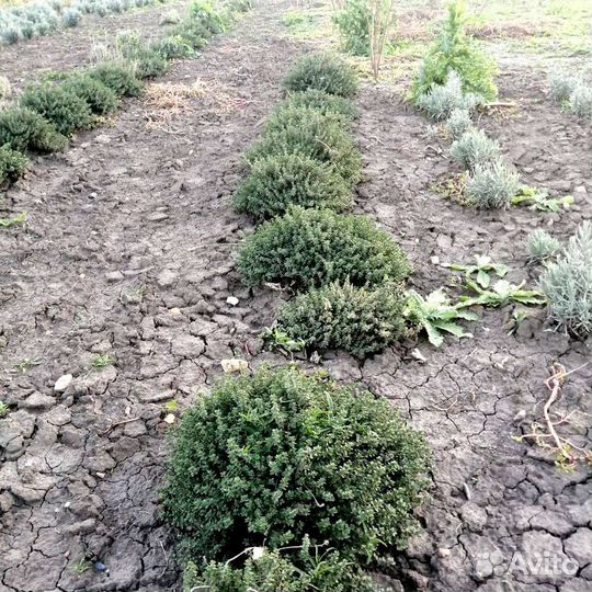 Тимьян (чабрец) (саженцы)