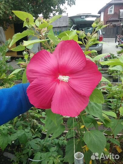 Гибискус гибридный травянистый уличный