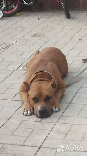 Ищю девочку