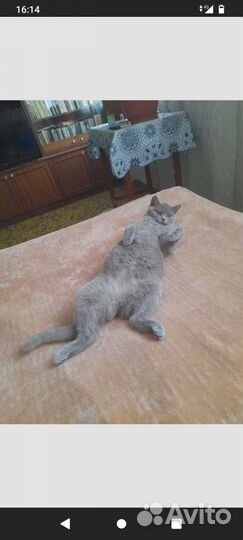 Британские котята