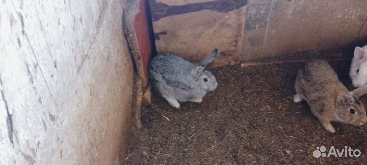 Продам кроликов
