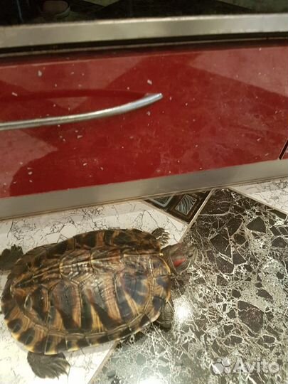 Красноухая черепаха бесплатно