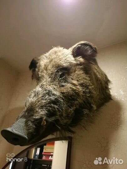 Чучело кабана