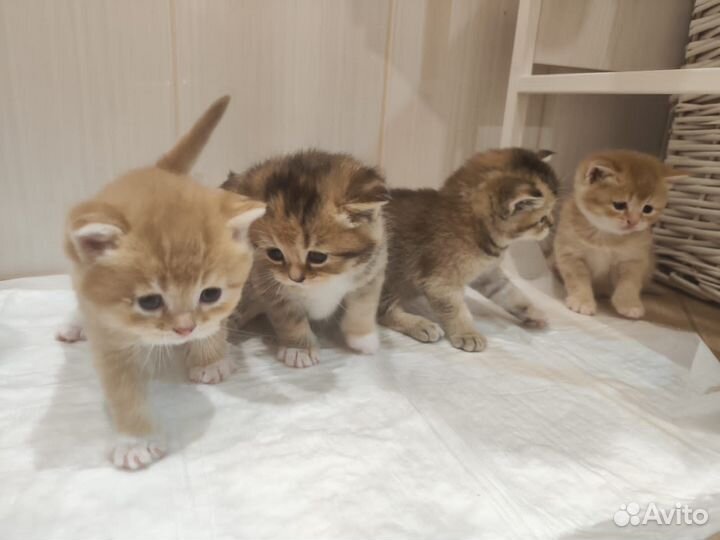 Котята в добрые руки приучены к лотку