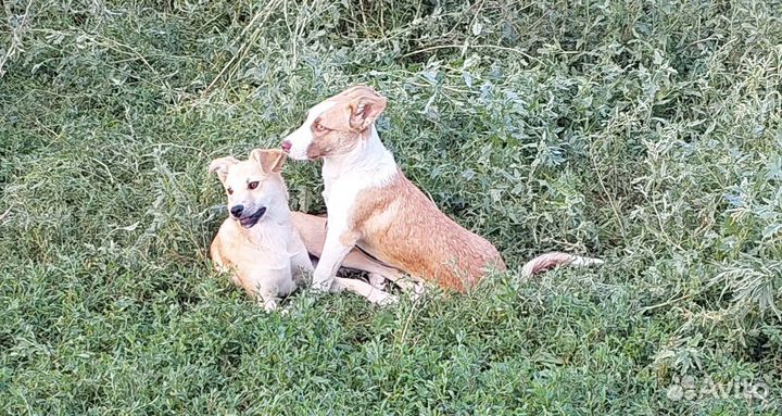 Щенки в добрые руки