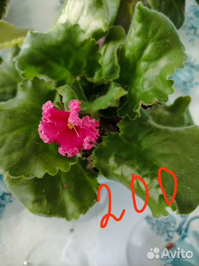 Фиалка в горшках