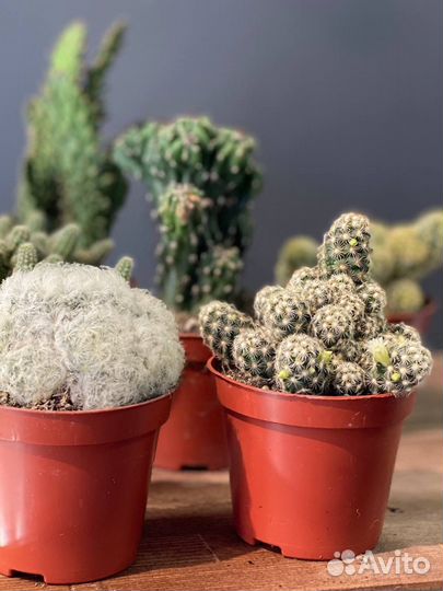 Кактус микс