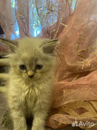 Котенок девочка в добрые руки