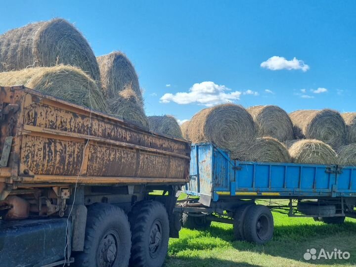 Продам сено в рулонах