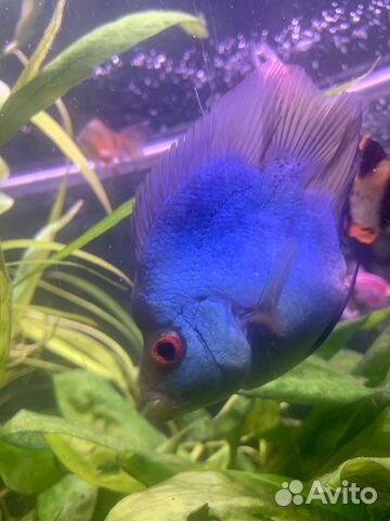 Новинка - Попугай 