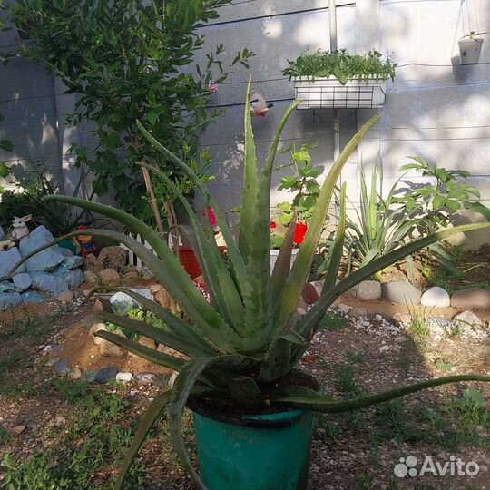 Алоэ столетник лечебный (обмен на продукты)