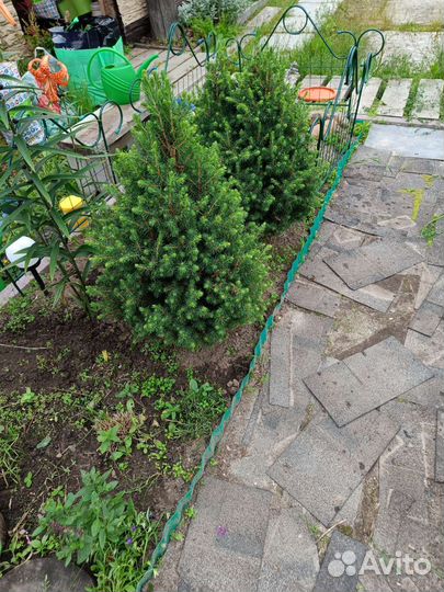 Ель канадская konica