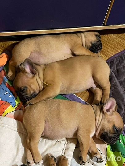 Французский бульдог