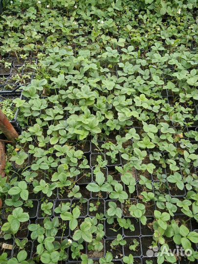 Рассада саженцы клубники