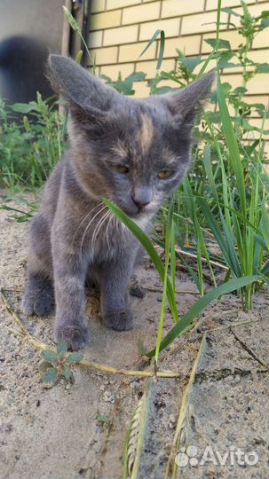 Котята мышеловы