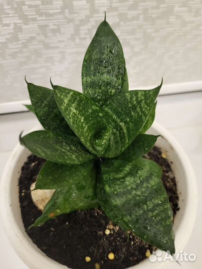 Сансевиерия