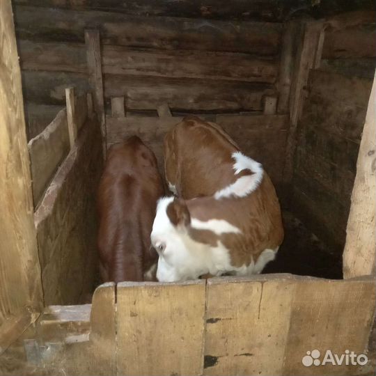 Айширская корова