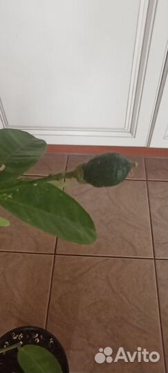 Лимонное дерево привитое