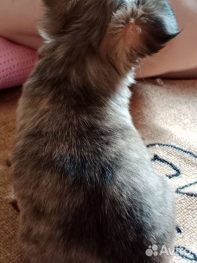 Щенок чихуахуа