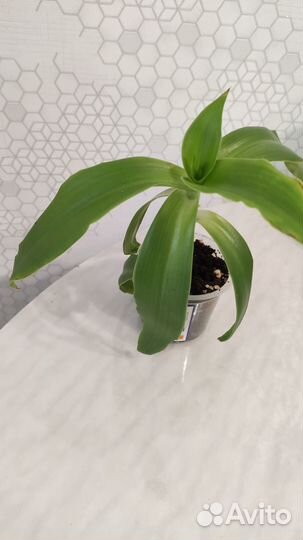 Комнатное лекарственное растение Золотой ус