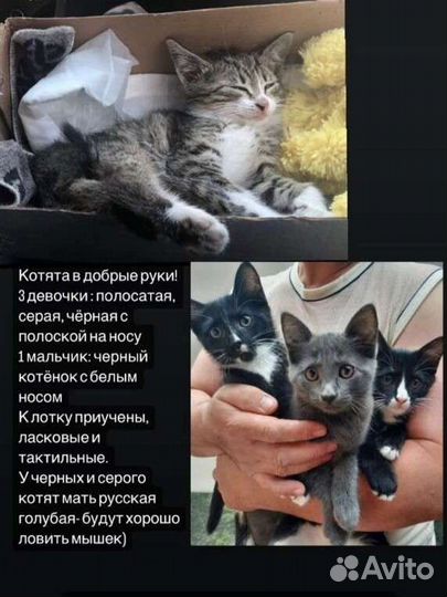 Котята в добрые руки