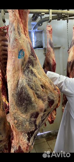 Продам мясо говядина