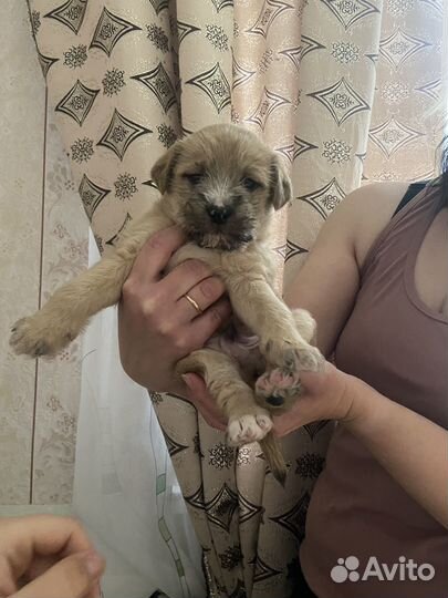 Собачка в добрые руки