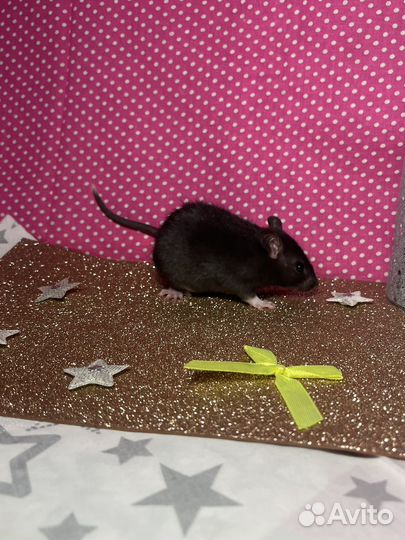 Декоративные крысы(есть дамбо)