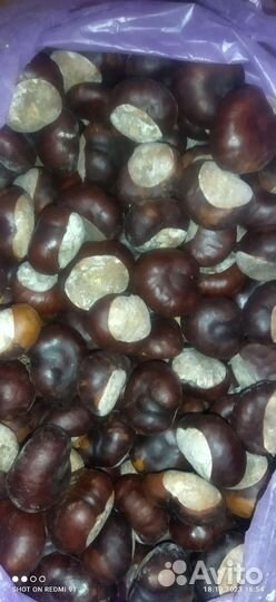 Туя, каштаны, ивы, каприфоль, спирея