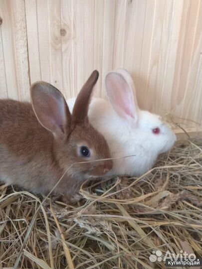 Кролик порода «Ризен»
