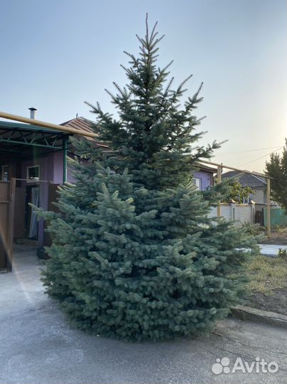 Ель голубая