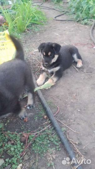 Щенок в добрые руки