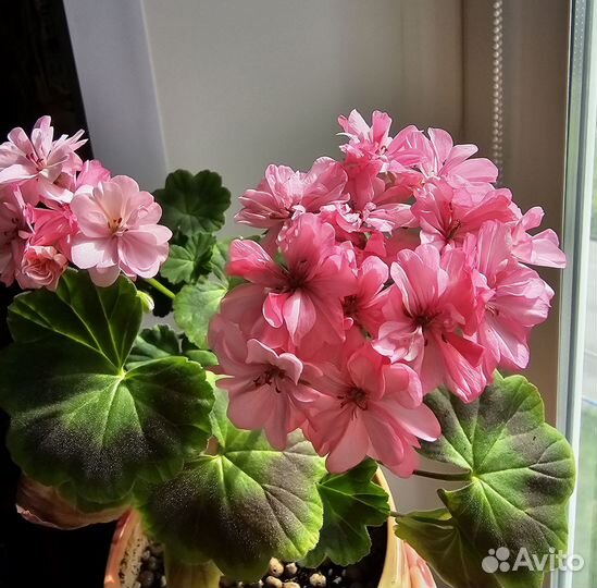 Пеларгония герань комнатные цветы
