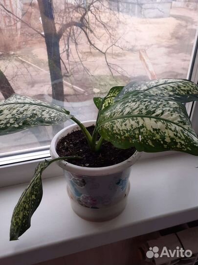 Диффенбахия