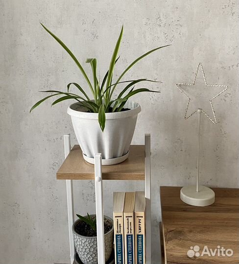 Комнатное растение в горшке