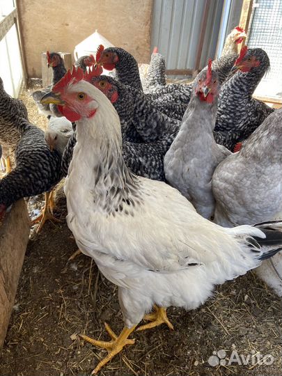 Молодые петушки