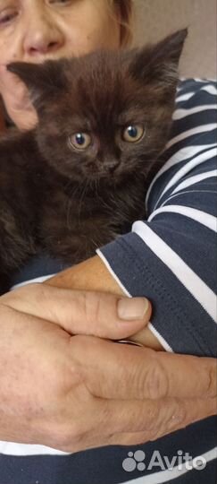 Метисы, мама- Корат, папа - 