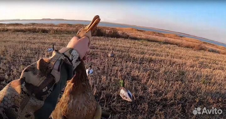 Чучела утки кряквы для охоты (флюгера)