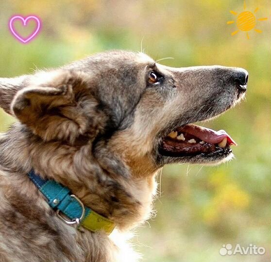 Собака в добрые руки