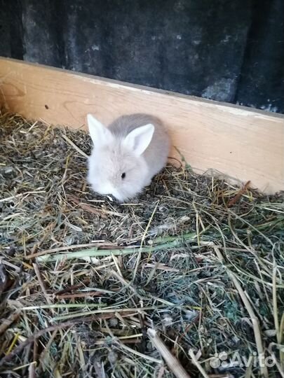 Декоративные кролики минилоп