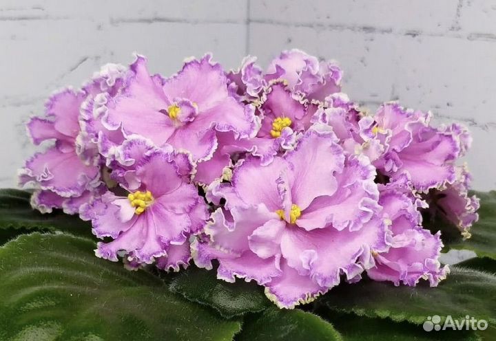 Фиалка сорт ав-Джоли