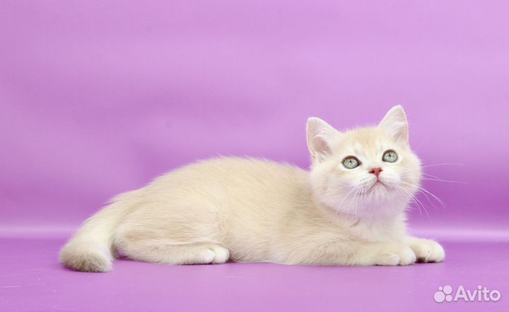 Британская золотая лиловая шиншилла су12 кот P1